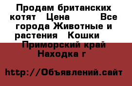 Продам британских котят › Цена ­ 500 - Все города Животные и растения » Кошки   . Приморский край,Находка г.